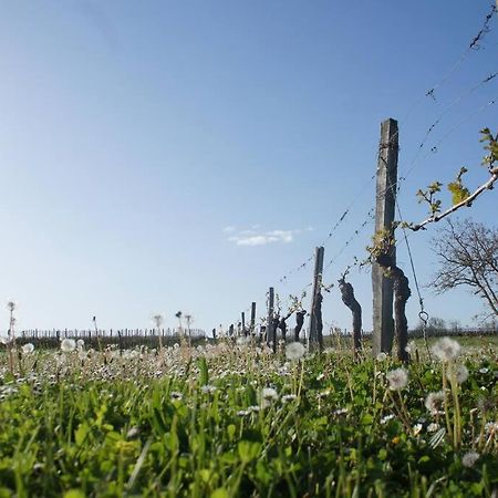 Entre Pierre Et Vigne - Charming Former Winery Farmhouse With Hot Tub & Swimming Pool Monestier  Luaran gambar