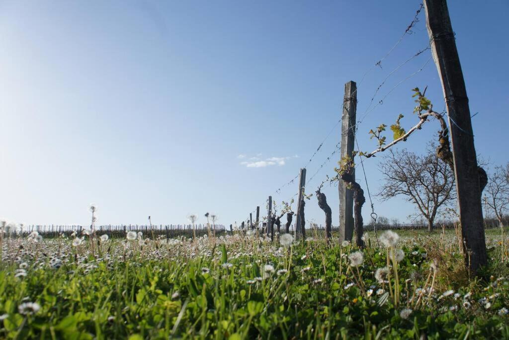 Entre Pierre Et Vigne - Charming Former Winery Farmhouse With Hot Tub & Swimming Pool Monestier  Luaran gambar